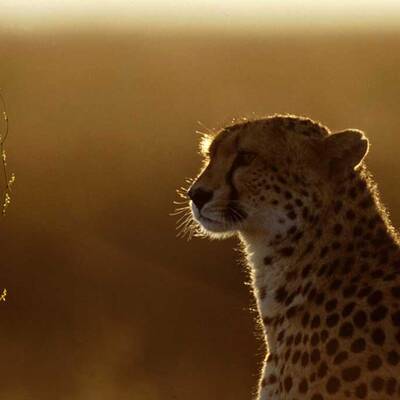 Iranian Cheetah